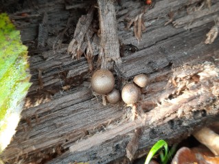 Lycogala epidendrum