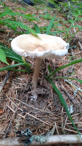 Amanita submembranacea