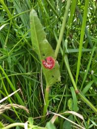 Puccinia phragmitis