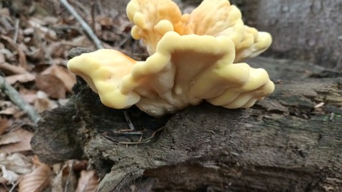 Laetiporus sulphureus