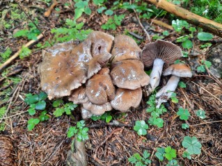 Cortinarius infractus
