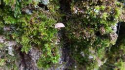 Mycena meliigena