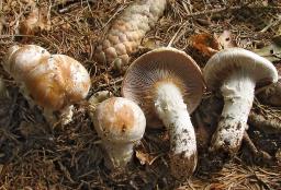 Cortinarius claricolor