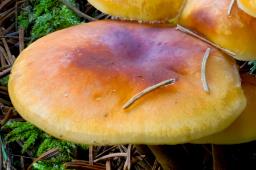 Flammulina elastica