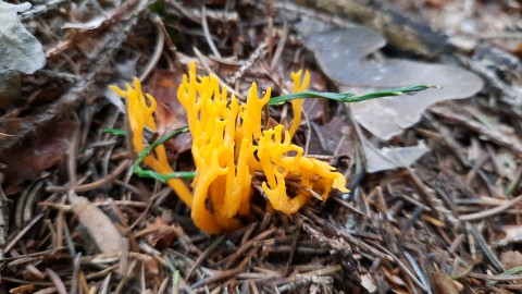 Calocera viscosa