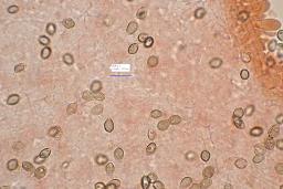 Deconica crobula