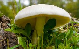 Pluteus pellitus