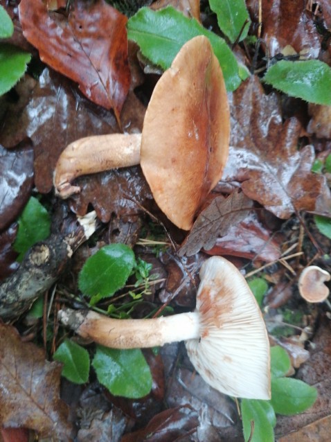 Tricholoma pessundatum