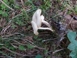 Singerocybe phaeophthalma