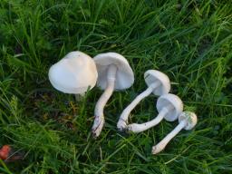 Leucoagaricus leucothites