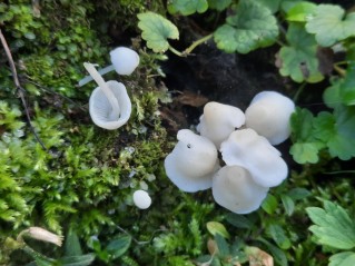 Hemimycena cucullata