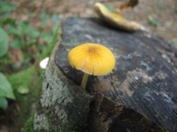 Pluteus leoninus