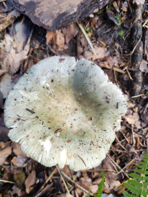Russula aeruginea