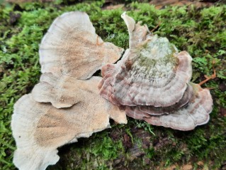 Trichaptum biforme