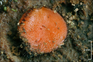 Scutellinia scutellata