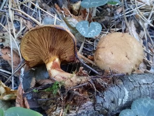 Paxillus involutus