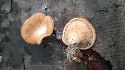 Lentinus strigosus