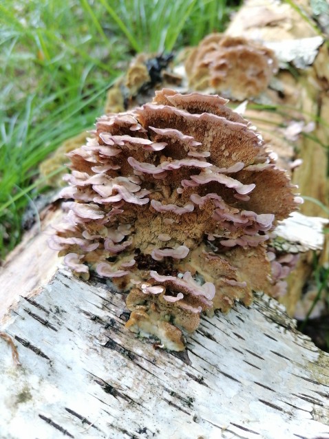 Trichaptum biforme