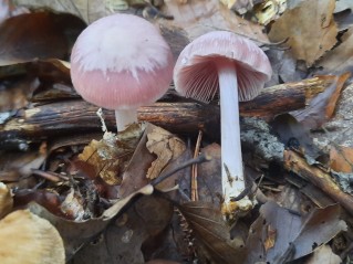 Mycena rosea