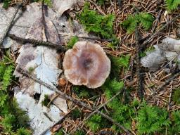 Rhizocybe pruinosa