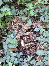 Meripilus giganteus