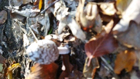 Coprinopsis picacea