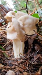 Helvella crispa