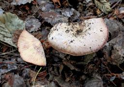 Lactarius luridus