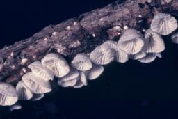 Chaetocalathus craterellus