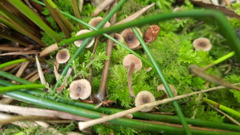 Inocybe petiginosa