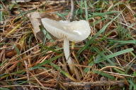 Marasmius wynneae