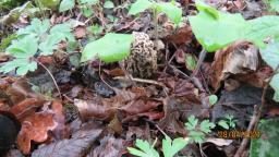 Morchella vulgaris