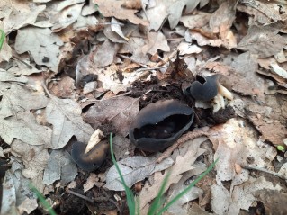 Helvella queletii