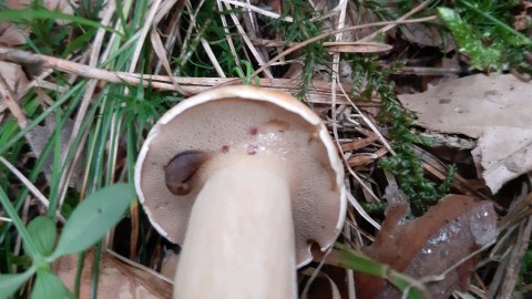 Suillus variegatus