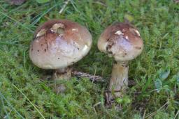 Cortinarius mussivus