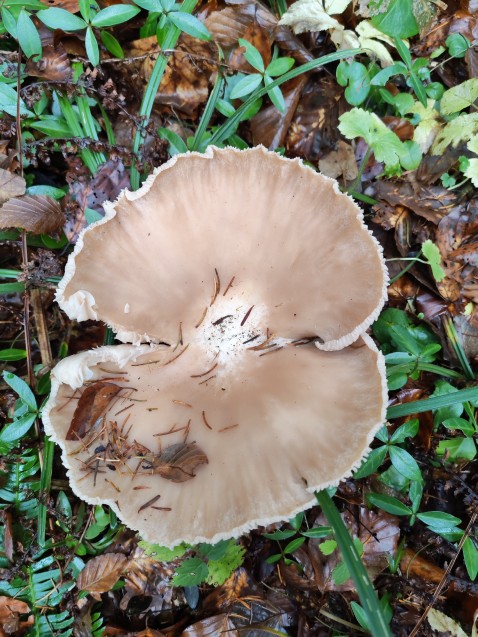 Infundibulicybe geotropa