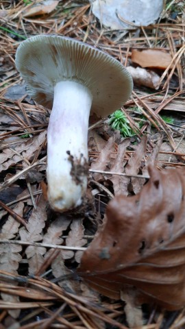 Russula sardonia