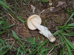 Amanita crocea