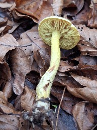 Tricholoma sulphureum