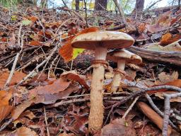 Hebeloma radicosum