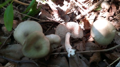 Entoloma