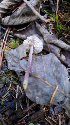 Mycena pura