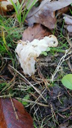 Helvella crispa