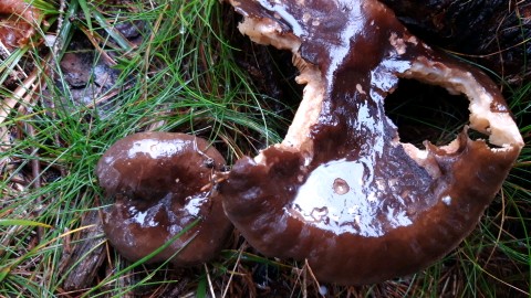 Lactarius picinus