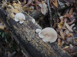 Crepidotus mollis