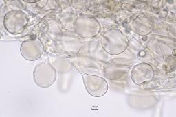 Amanita submembranacea