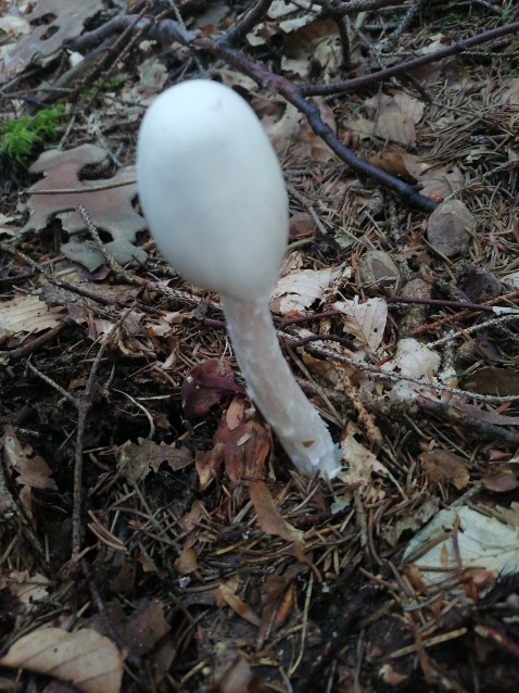 Amanita virosa