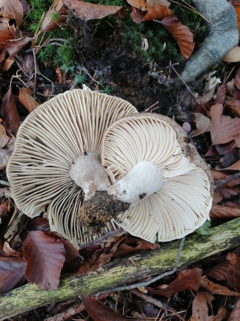 Russula adusta