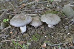 Lactarius circellatus