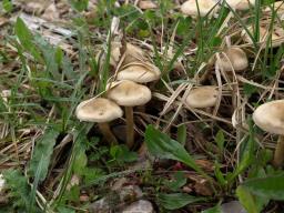 Agrocybe praecox